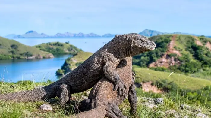 Petualangan ke Negeri Naga di Taman Nasional Komodo